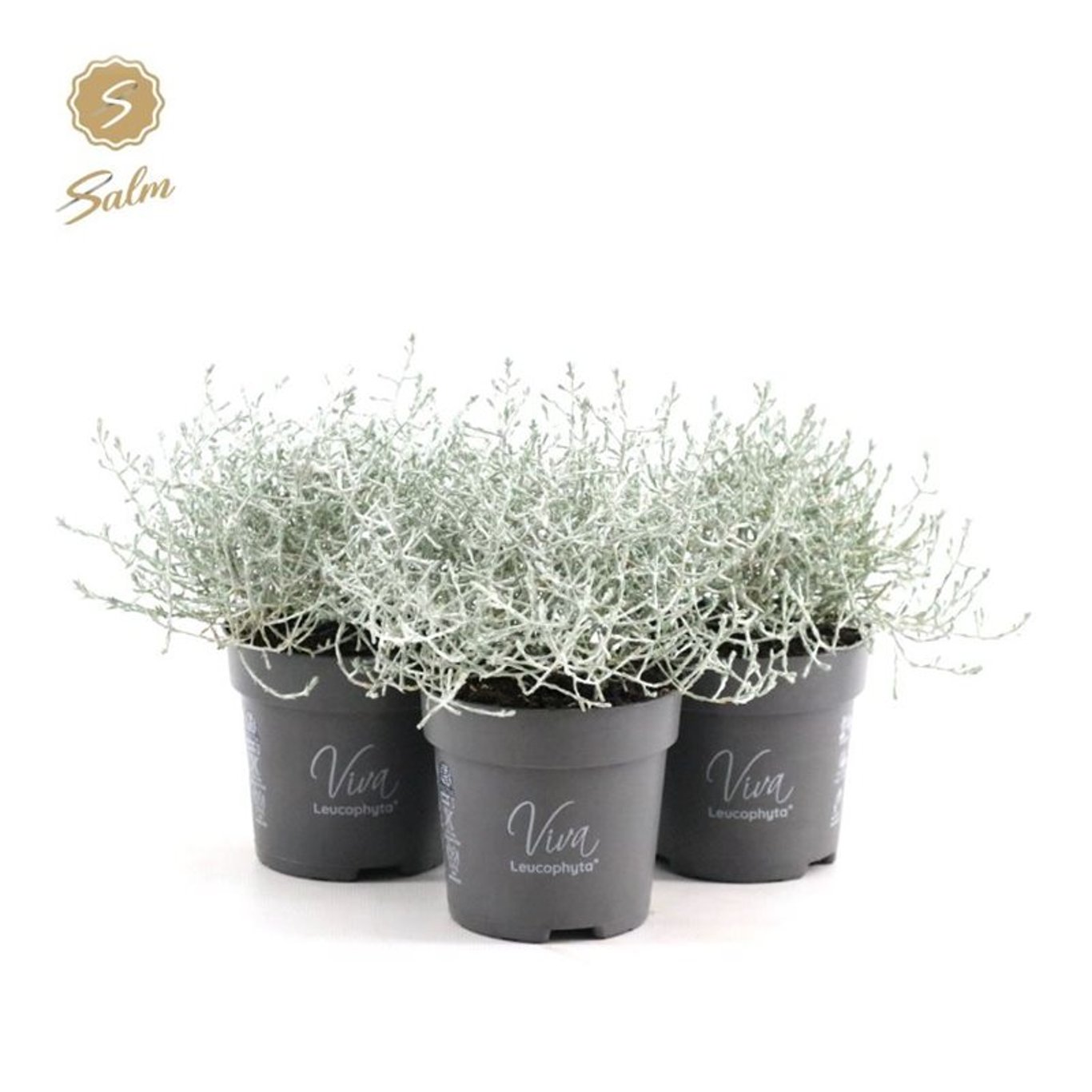 Leucophyta brownii 'Challenge' - P10,5